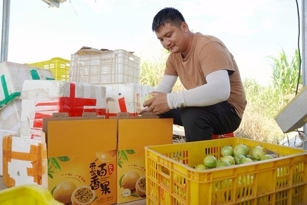 工人正在分揀百香果。張越攝