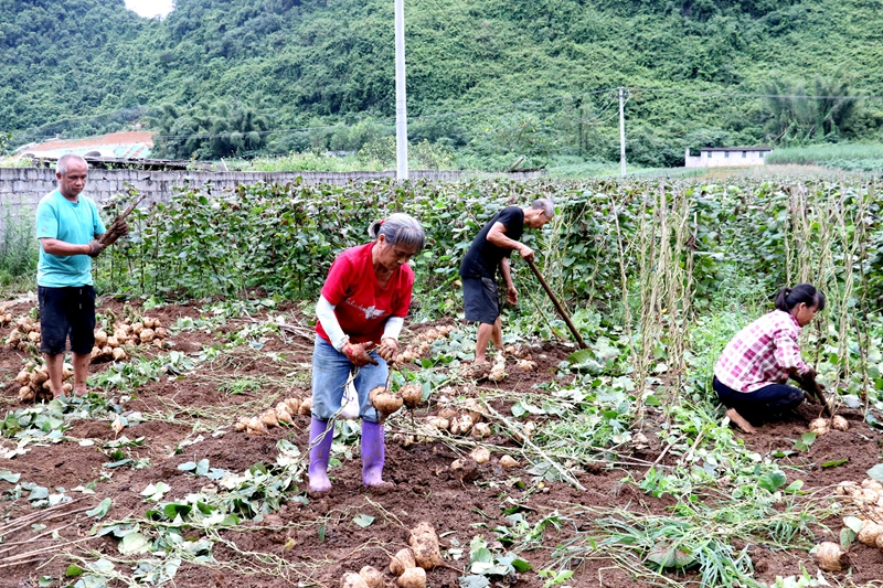 村民采挖凉薯。韦永爱摄