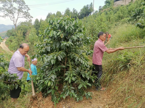 群众在咖啡基地除草。