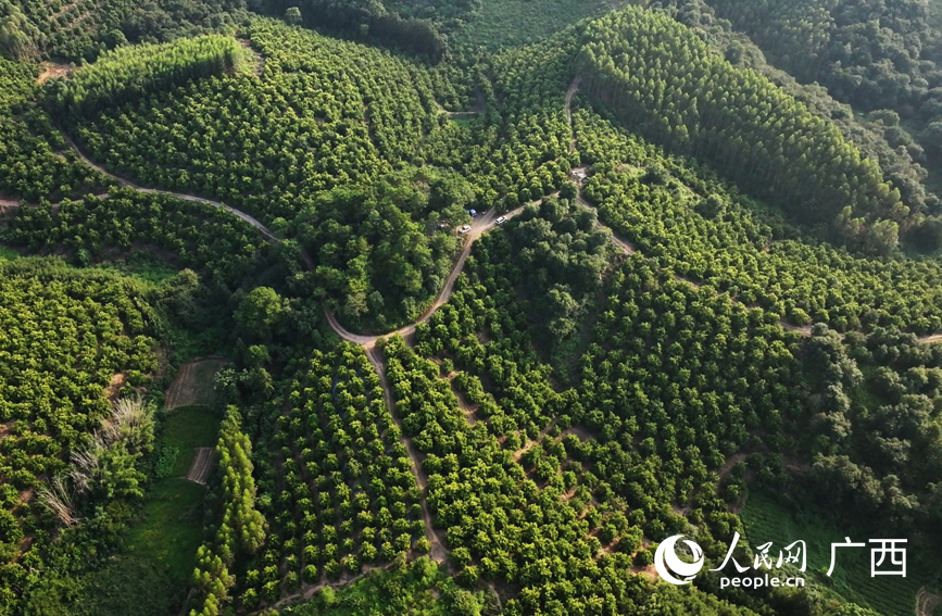石櫃村澳洲堅果種植基地層林疊翠，堅果迎來豐收季。