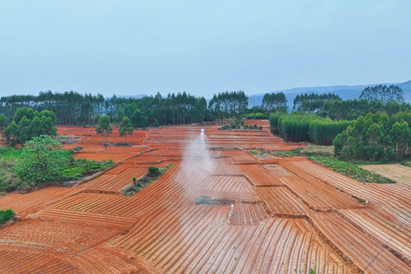 在桂平市蒙圩鎮官橋村，無人機正在撒播鹼性肥料與土壤調理劑，推進酸化耕地治理。