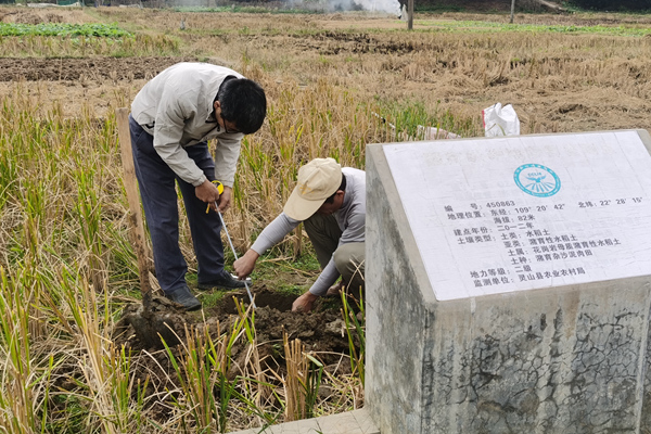 技術人員在欽州市靈山縣國家級耕地質量監測點採集土樣。