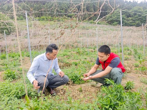 駐村第一書記潘東欽與村民在百香果地研究察看果苗長勢情況.jpg