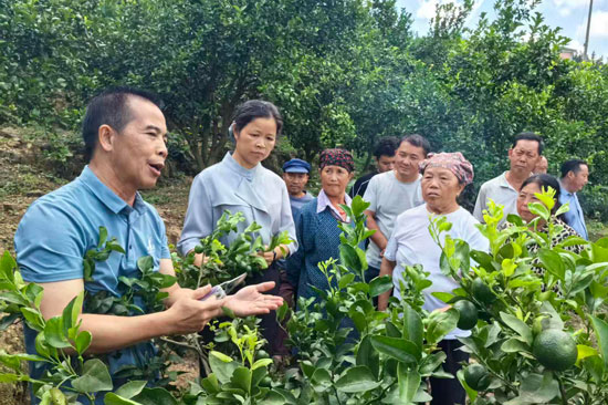 黄茂景（左一）在沙糖桔果园示范修剪技术。吴绍香摄