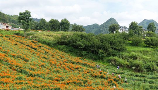 一朵万寿菊 六村共富路