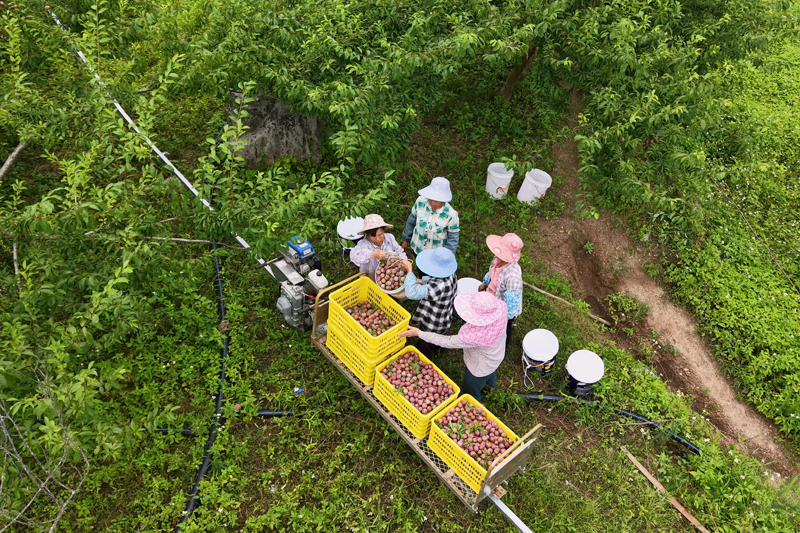 智慧農機賦能，提質增效助增收。周瑜川攝