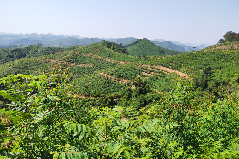 推行林下茯苓套種模式，實現一塊林地兩份收益。趙玉蘭攝