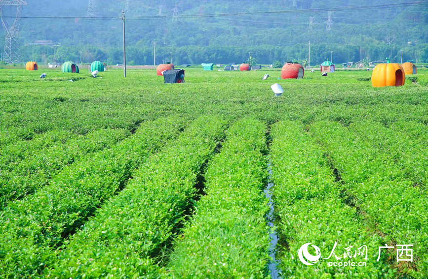 横州市校椅镇的茉莉花田恢复盎然生机。