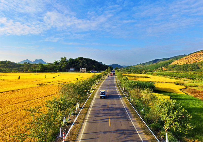 广西柳州融安公路两侧沃野铺金，车辆如同在画中行驶。温厚中摄