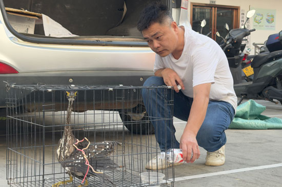 林政站工作人员在查看海南鳽受伤情况。余海潇摄