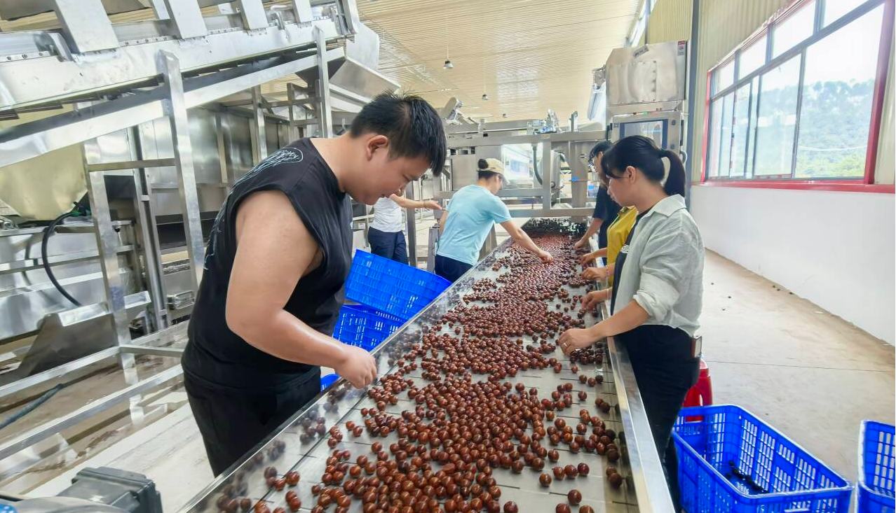 一颗坚果兴产业 就地加工促增收