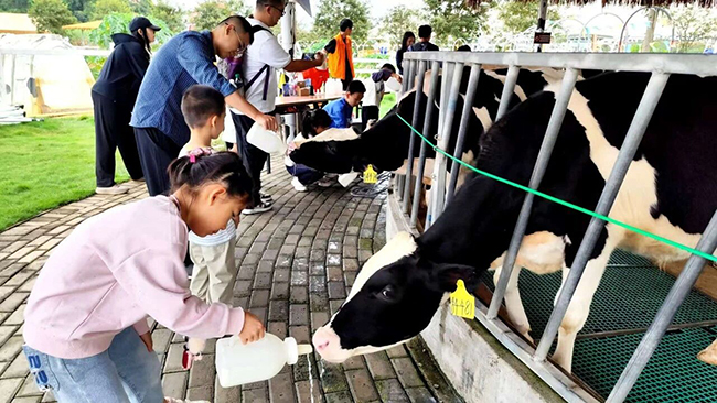 石埠乳业山水牧歌国际牧场,小孩体验喂奶牛。扶绥县融媒体中心供图