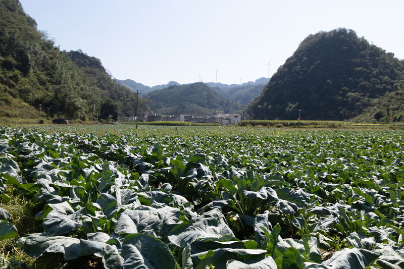 西蘭花長勢良好。
