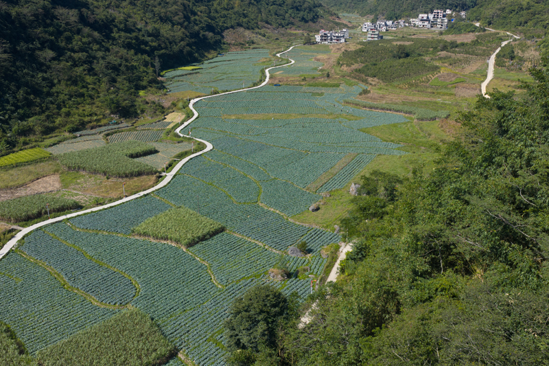 西蘭花種植基地。