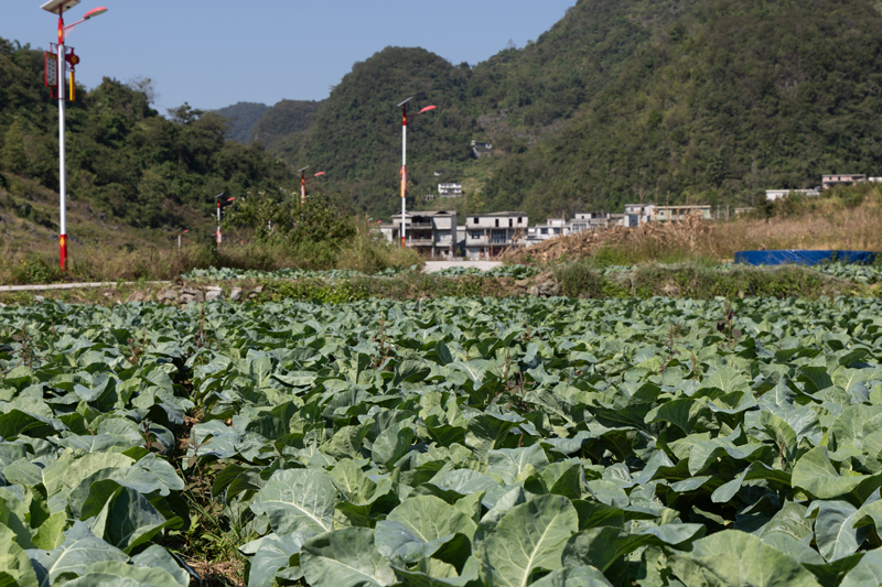 西蘭花種植基地。