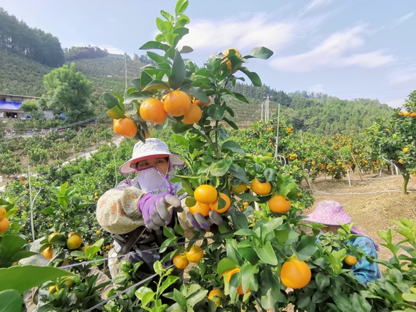 果農剪果。