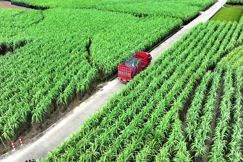 柳江區百朋鎮裡團村果蔗種植基地。韋永愛攝