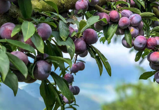 八步三華李。八步區農業農村局供圖