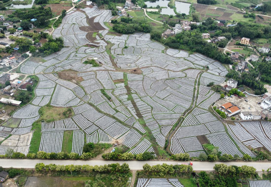 蓮塘鎮長灣村香芋種植基地。八步區農業農村局供圖