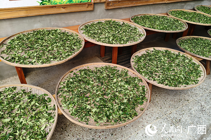新鲜茶叶被摊开晾晒。人民网 刘璐瑶摄