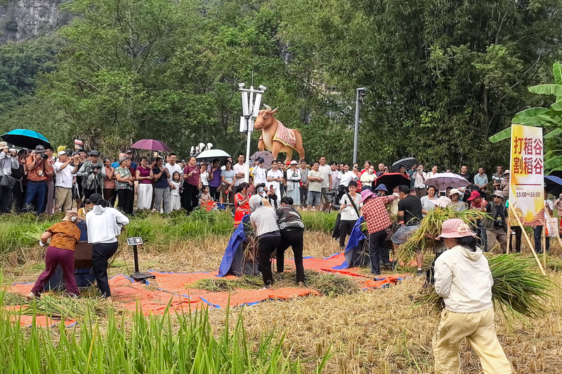 打稻谷比赛。黄少华摄