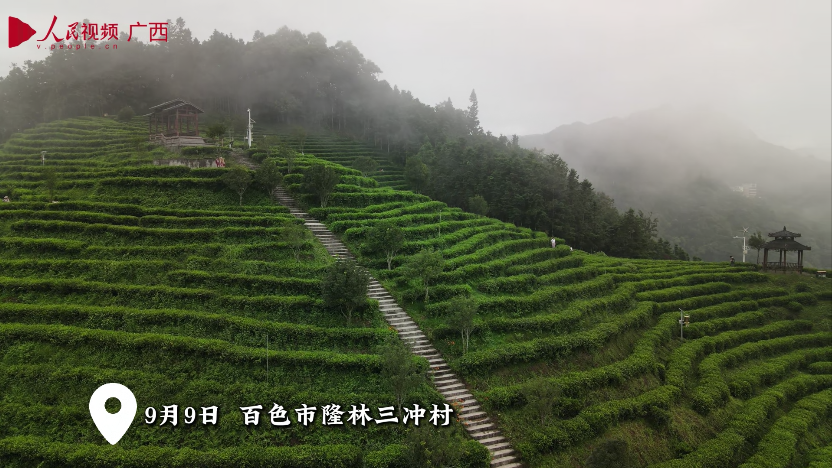 隆林茶產業成返鄉創業者的 “致富密碼”