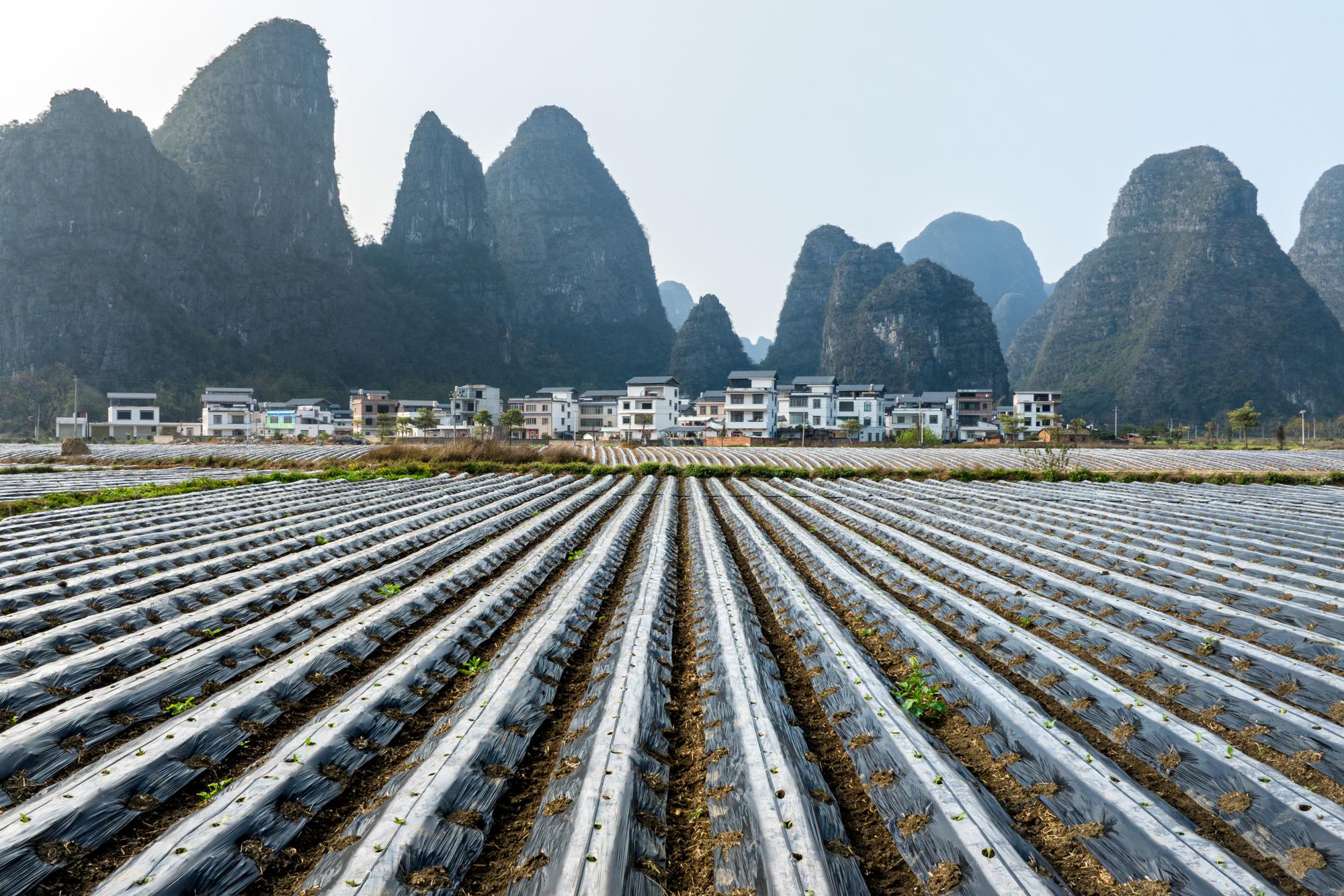 微小機械助農耕 標准移栽繪春景