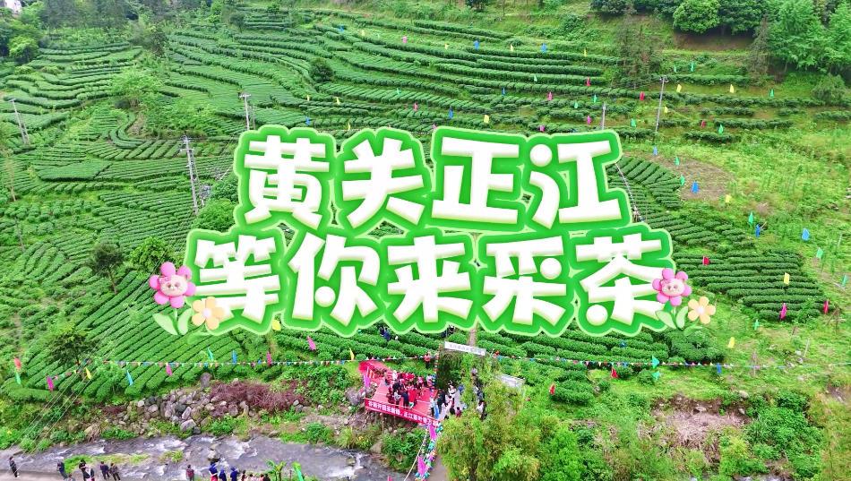 2026正江採茶_x264