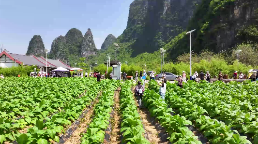 煙旅融合繪美景 鄉村振興展新顏~1