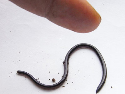 南宁菜地遇“怪物” 专家称是条盲蛇--人民网广西频道--人民网