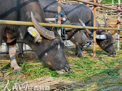 广西在水牛繁殖领域创下十项世界第一