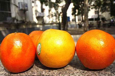 冬季柑橘类水果上市 鉴别染色橙子有4种方法