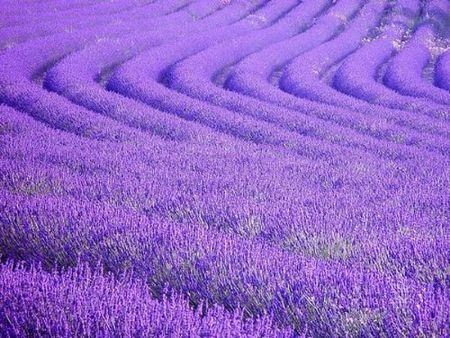 法国普罗旺斯:紫色的骑士爱情