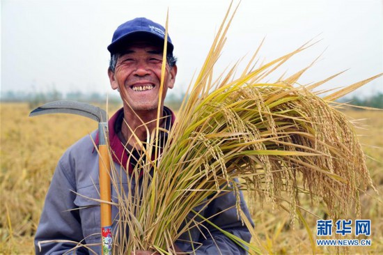 （經濟）（1）山東濰坊：5萬畝海水稻測產平均畝產破千斤