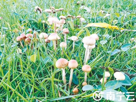 雨后草地上长出了不少小蘑菇