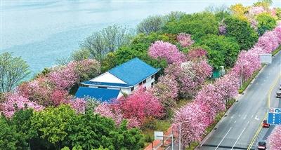 广西柳州环江滨水大道上洋紫荆盛放。